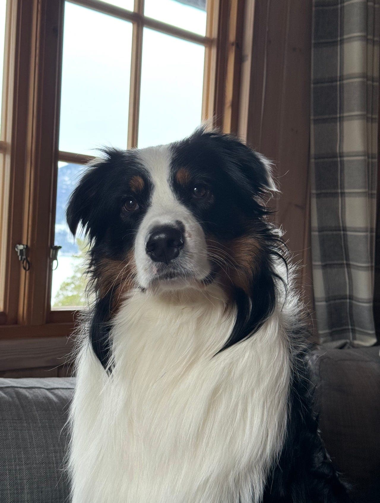 Trivelig og leken Australian Shepherd hannhund!
