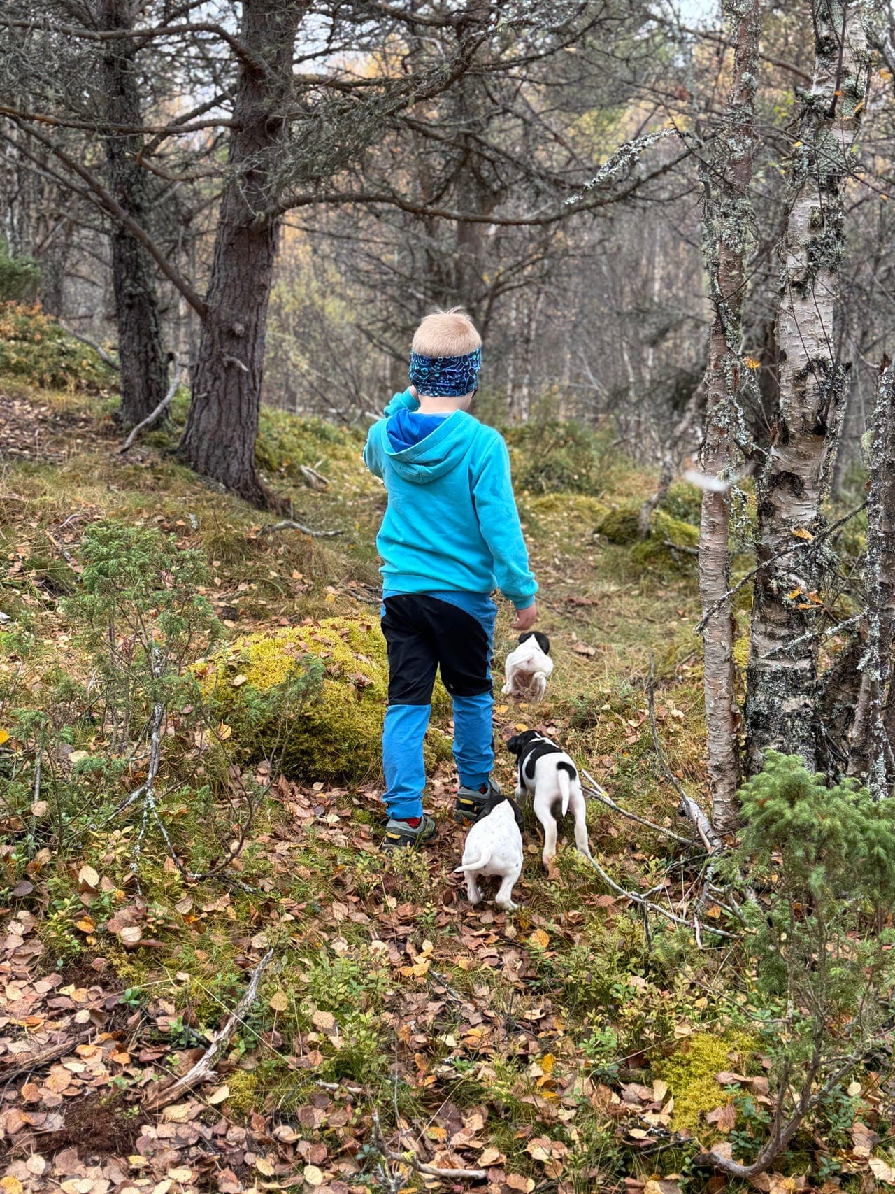 Leveringsklar pointer hannvalp!