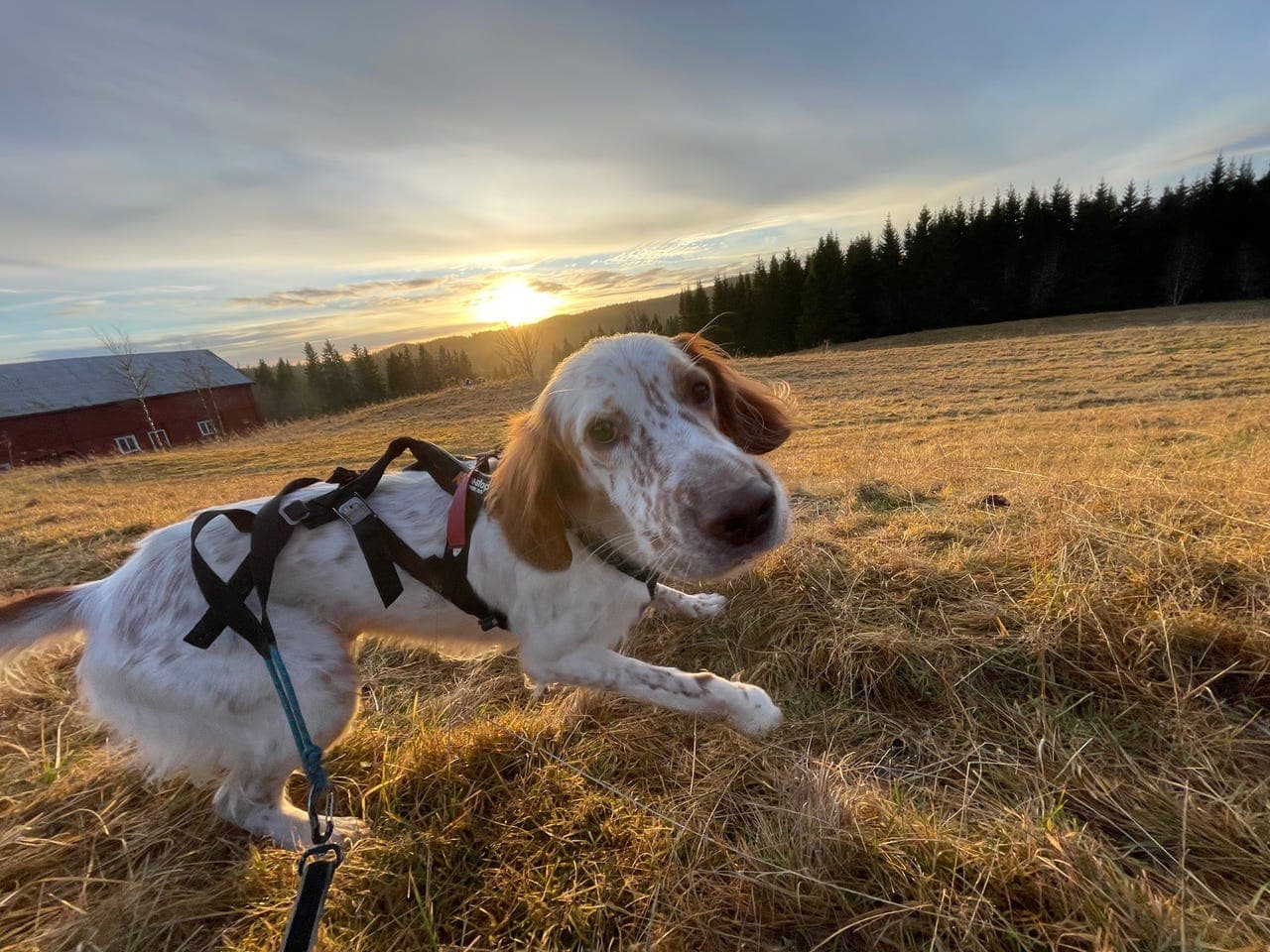 Engelsk setter søker aktivt hjem