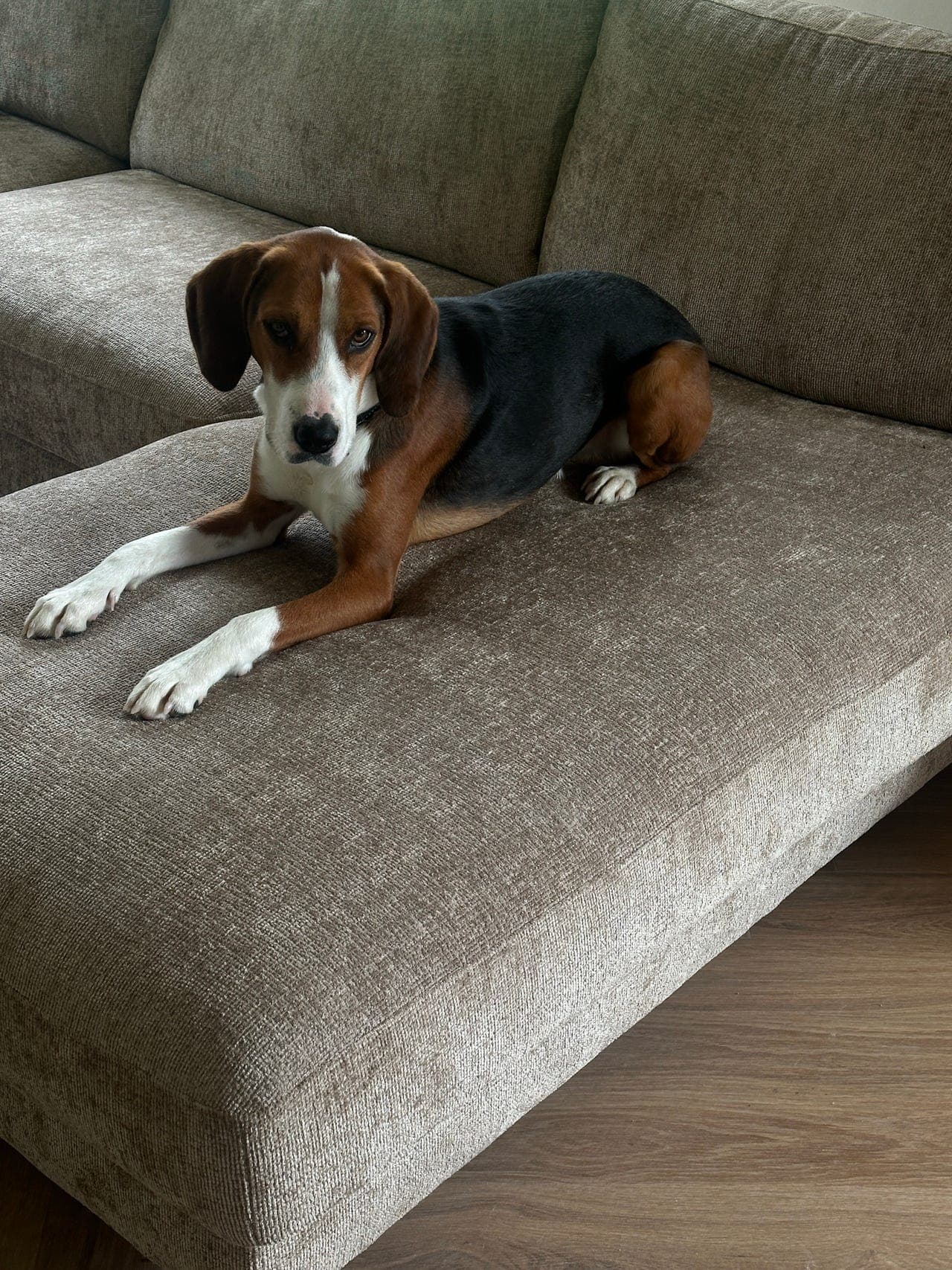 🐾 Hamiltonstøver søker fôrvert ❤️
