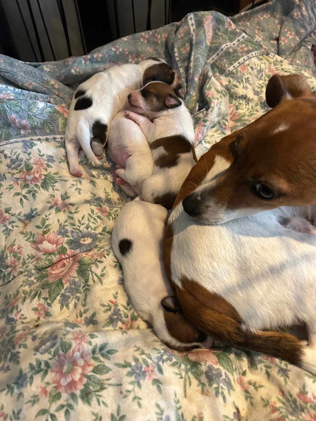Glatthårede Jack Russell terrier kommer for salg.