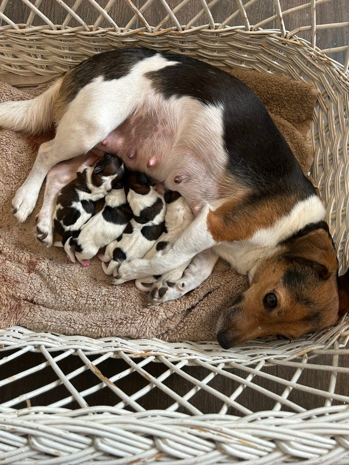 Glatthårede Jack Russell terrier kommer for salg.