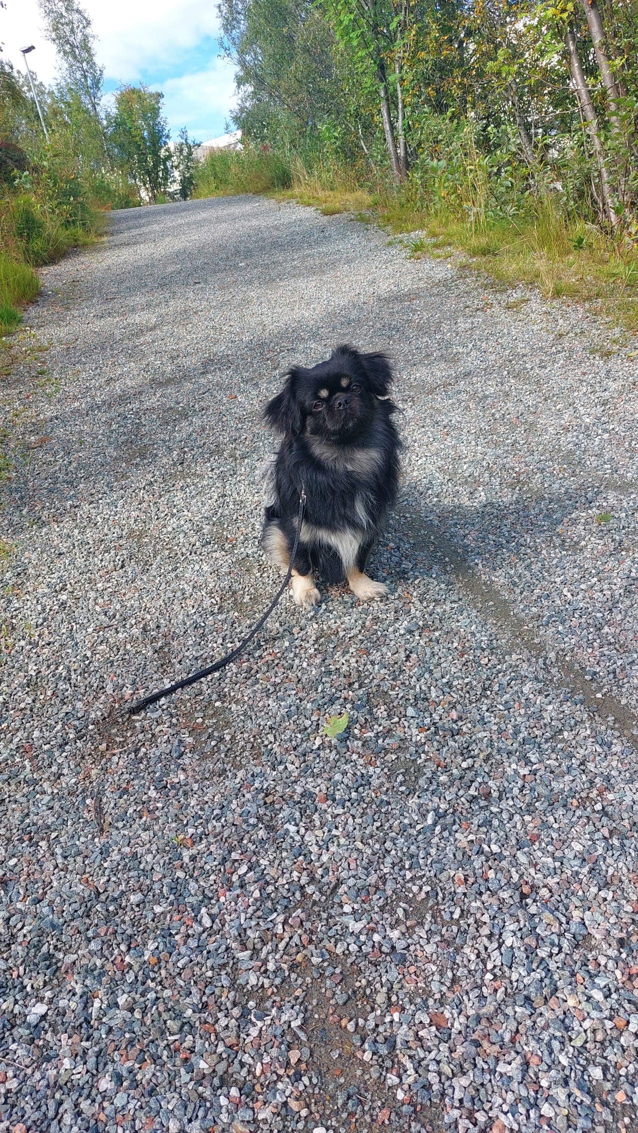 Tibetansk spaniel.