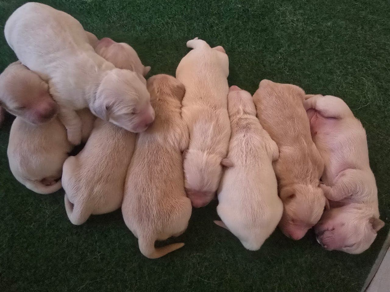 Golden Retriver valper