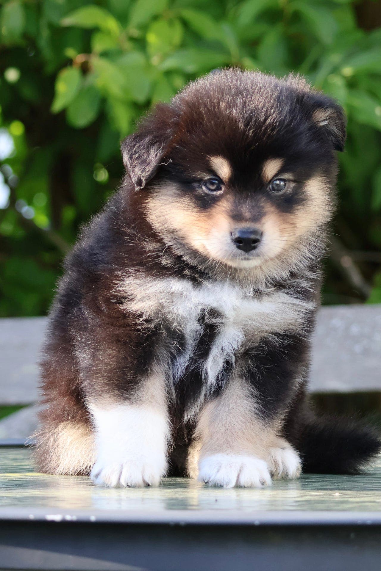 Finsk lapphund hannvalp ledig
