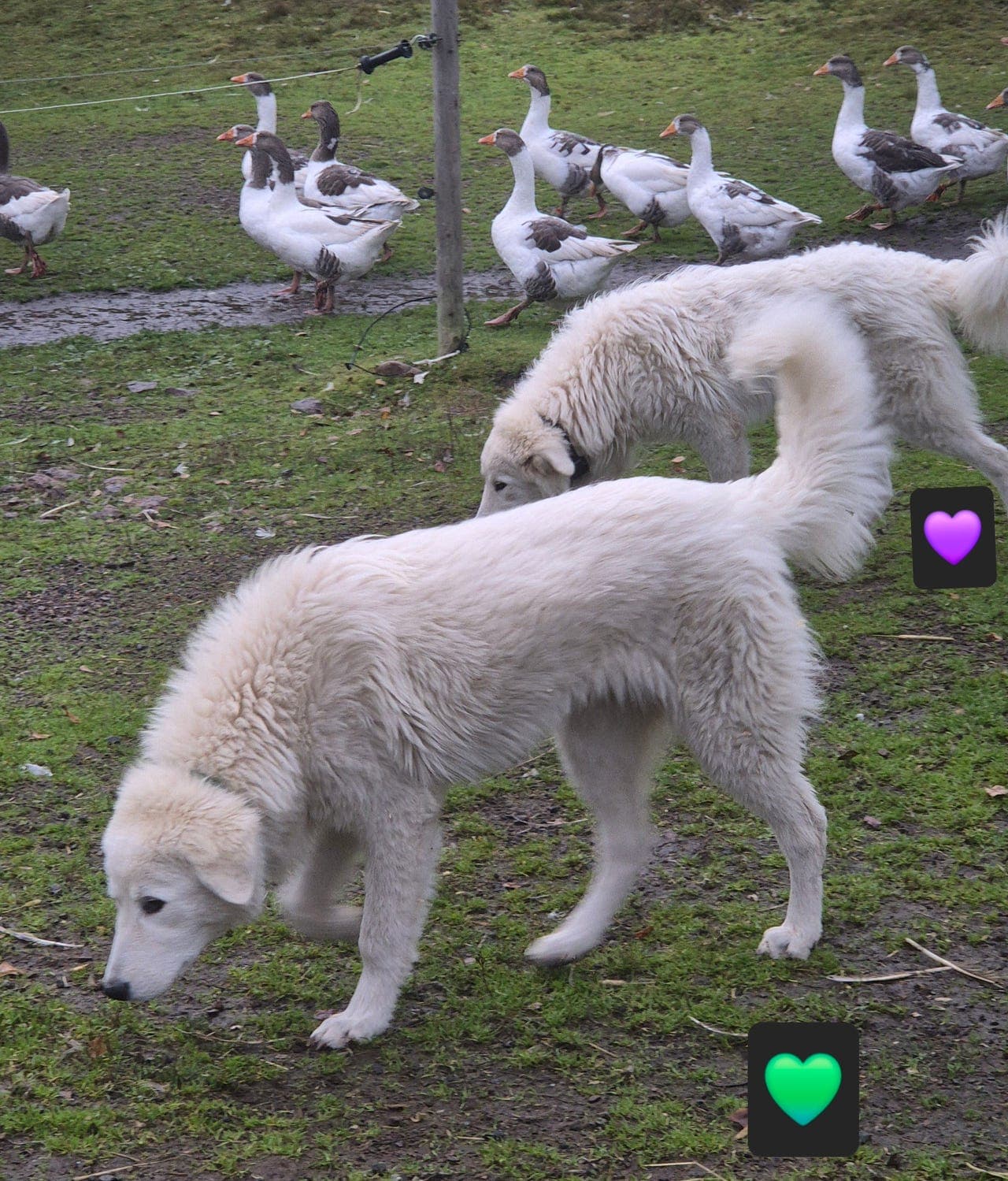 Maremma tispe og han valper!
