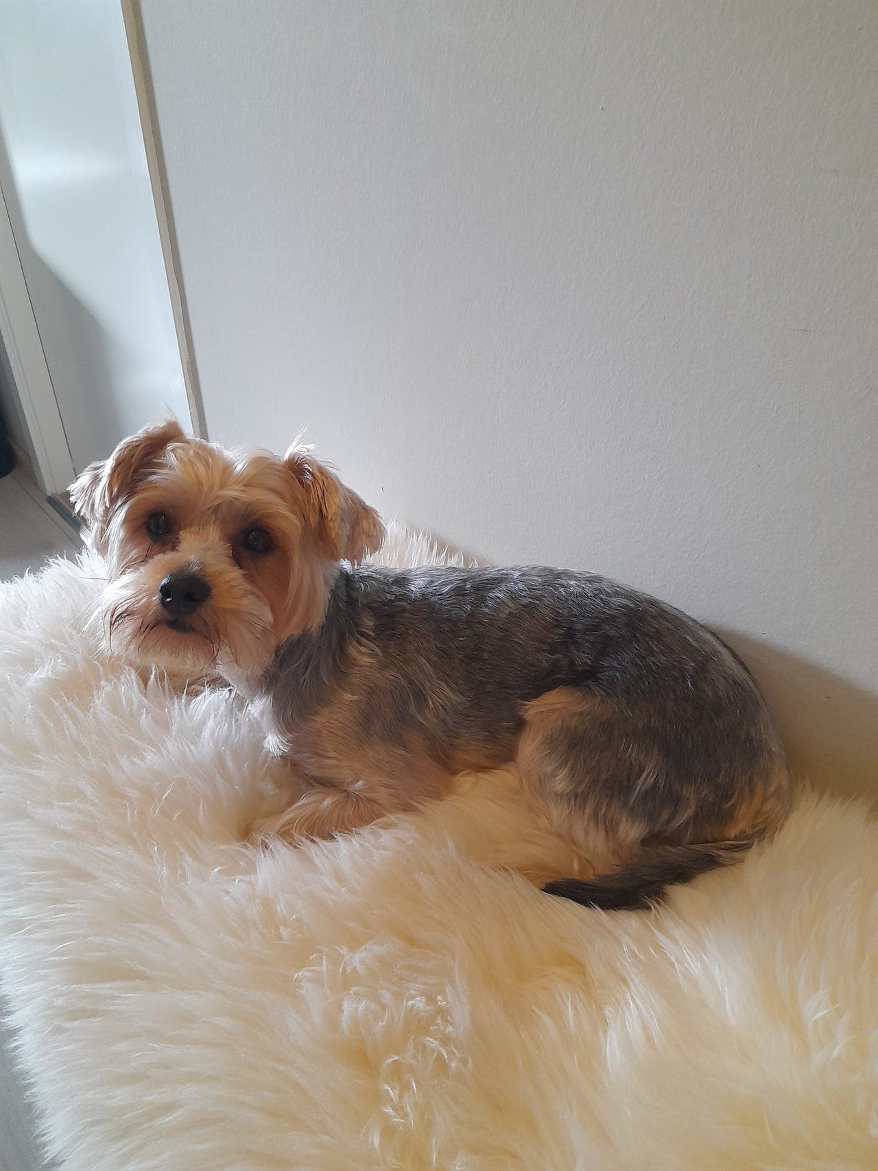 Yorkshire terrier tispe