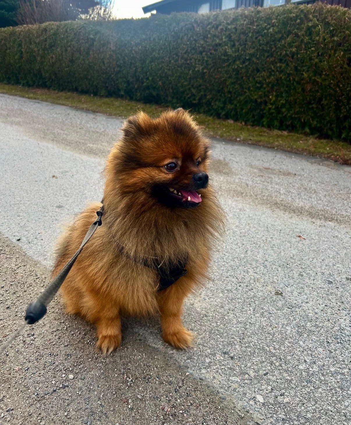 Kleinspitz hannhund - Max søker nytt hjem