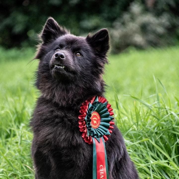 Svensk lapphund valper
