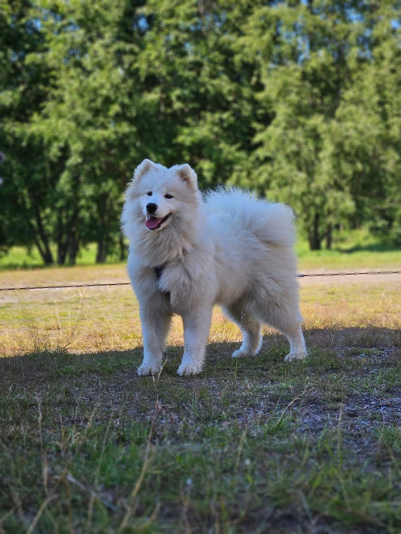 Samojed tispe søker nytt hjem