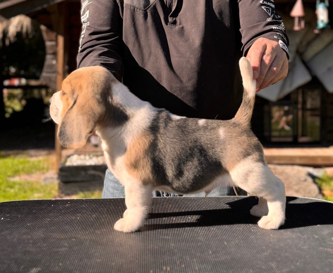 Beagle valp hanne