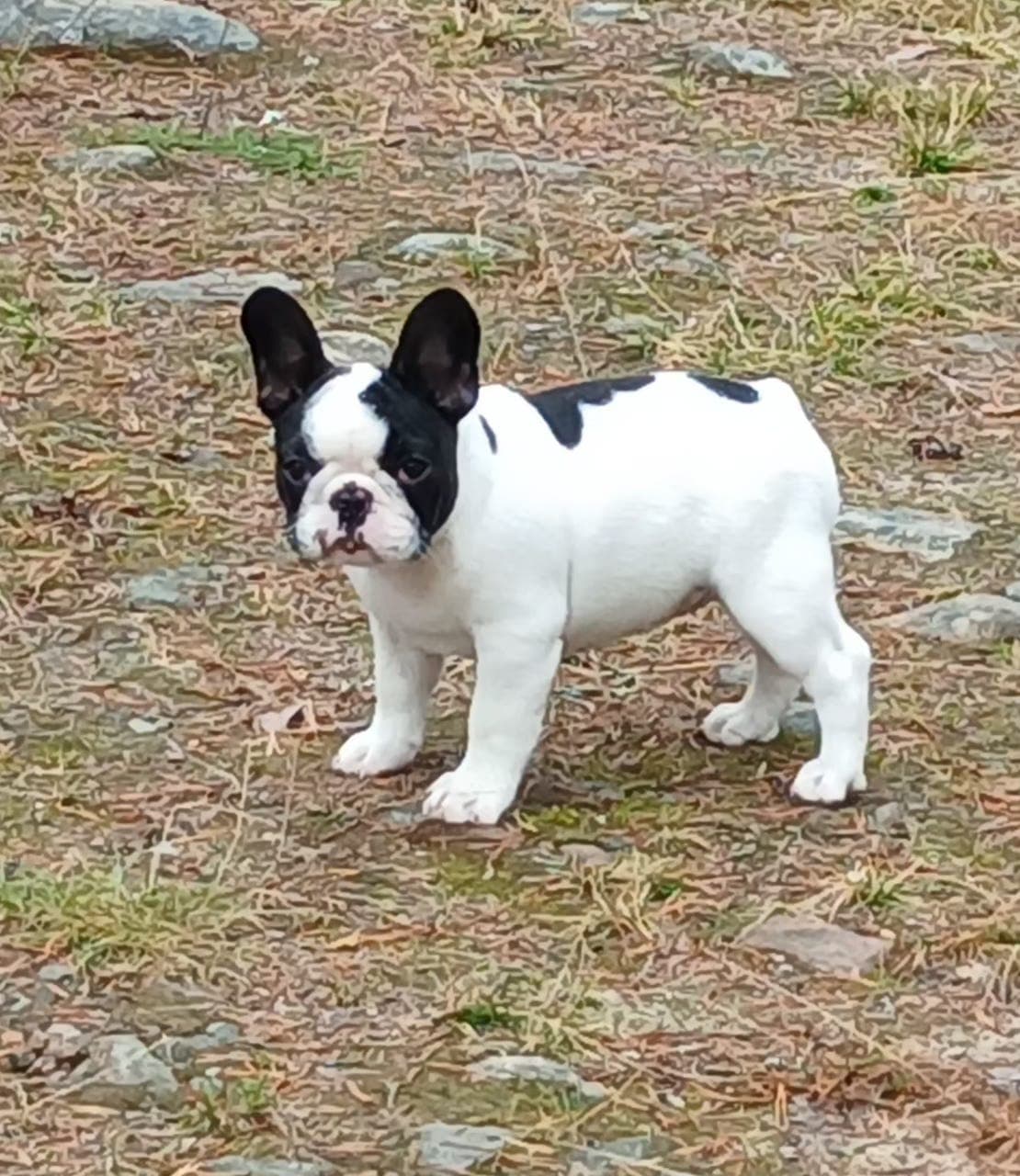 Fransk Bulldog
