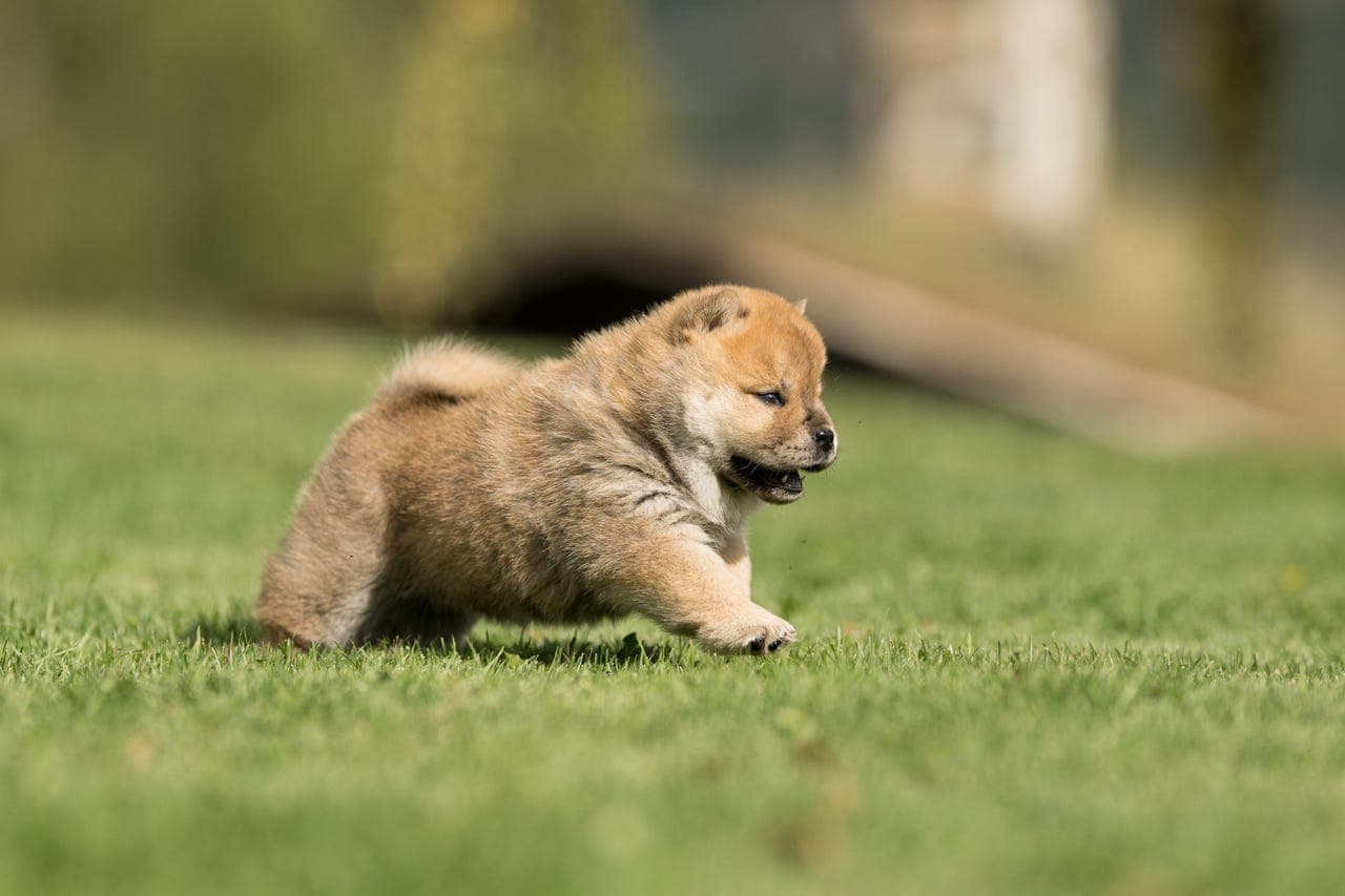 Chow Chow valper til høstferien?