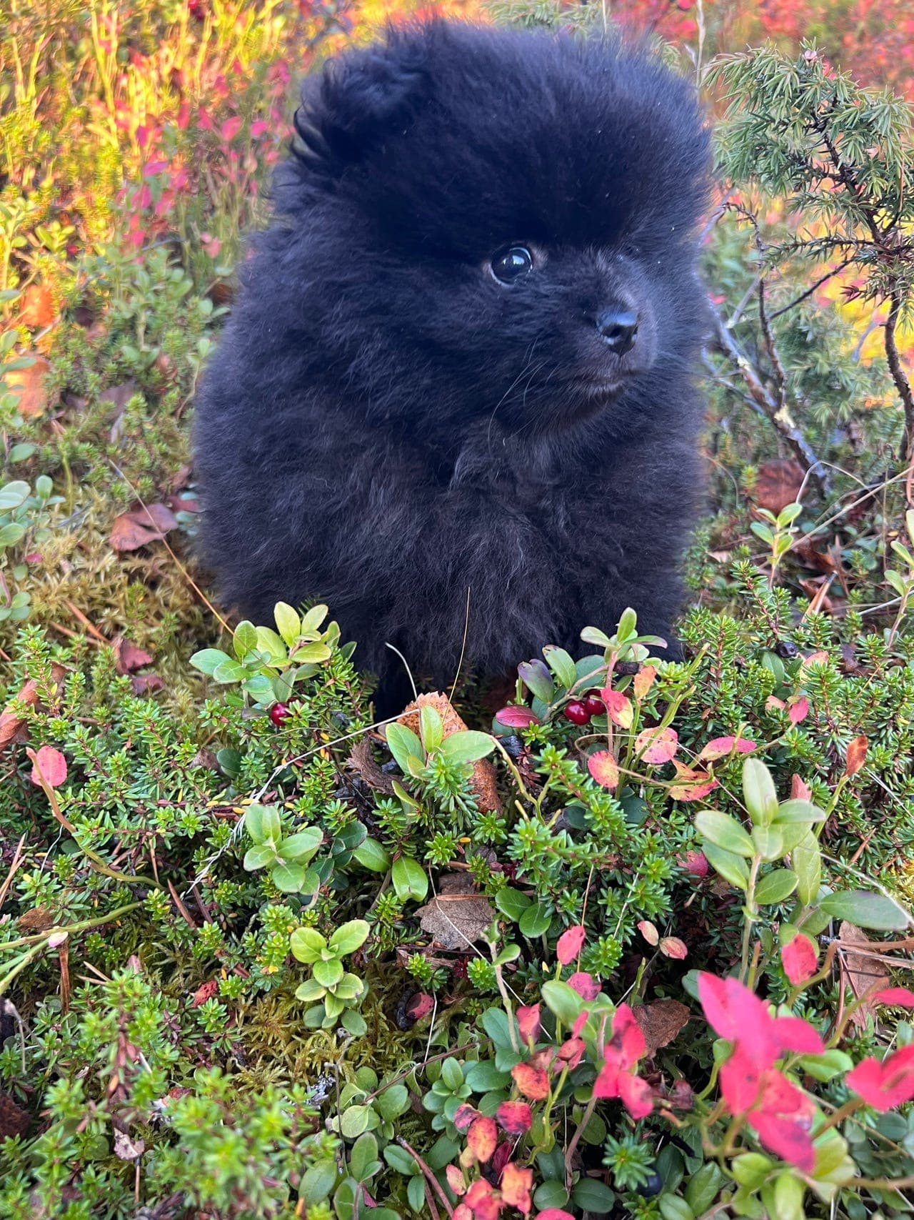 Vakker Kleinspitz hannhund 8 uker leveringsklar .