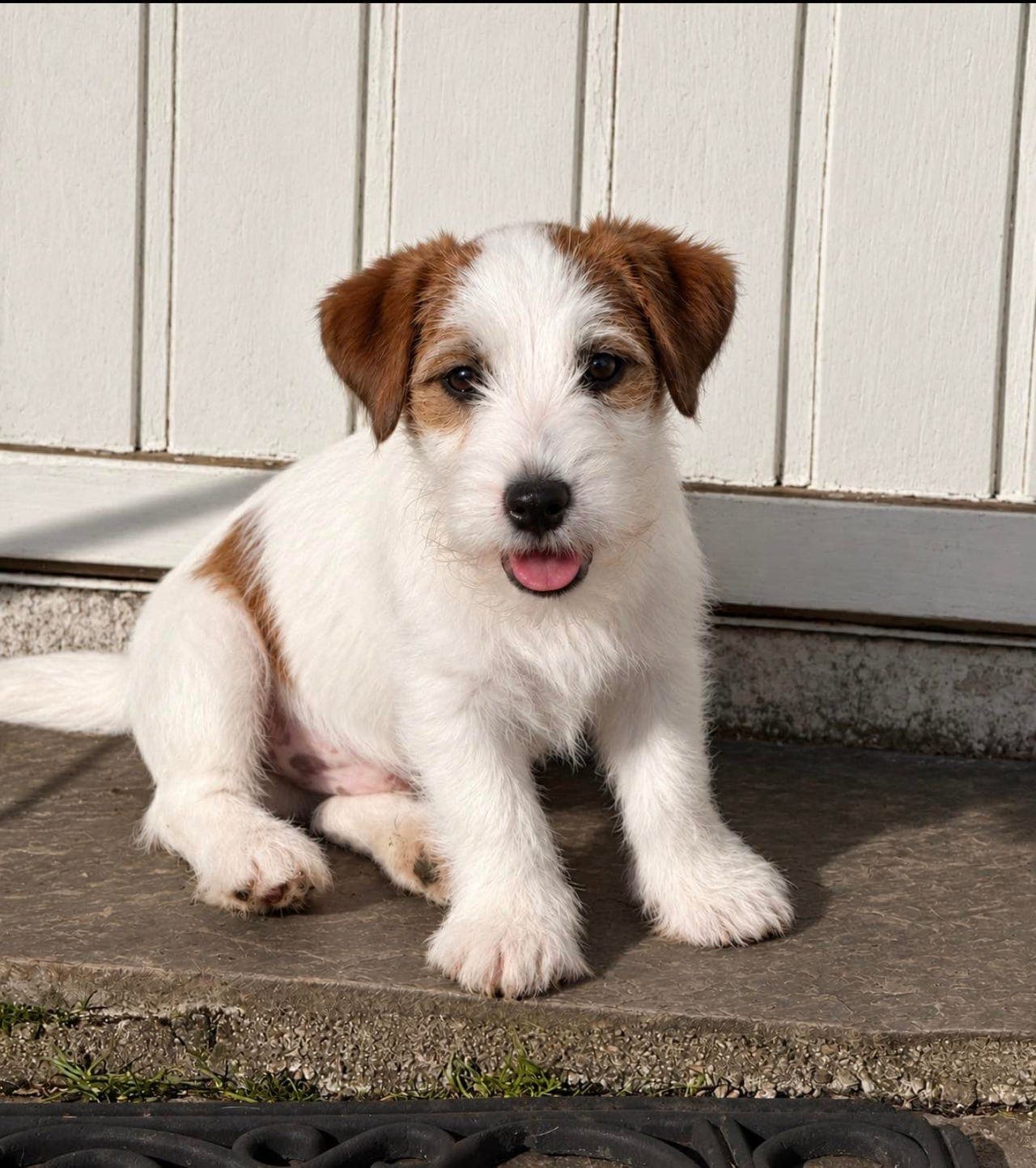 Jack Russel Terrier hvalper