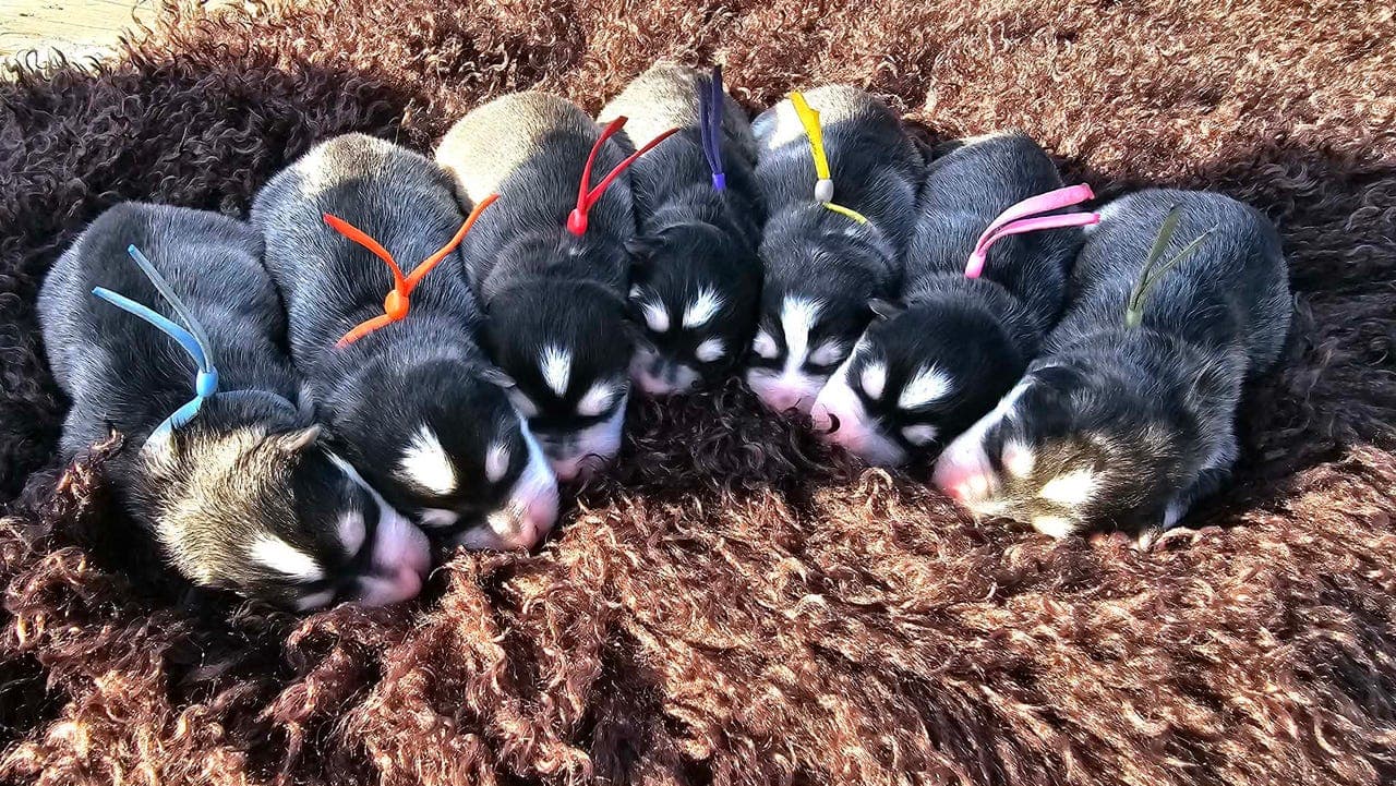 Aktivt finsk lapphund kull