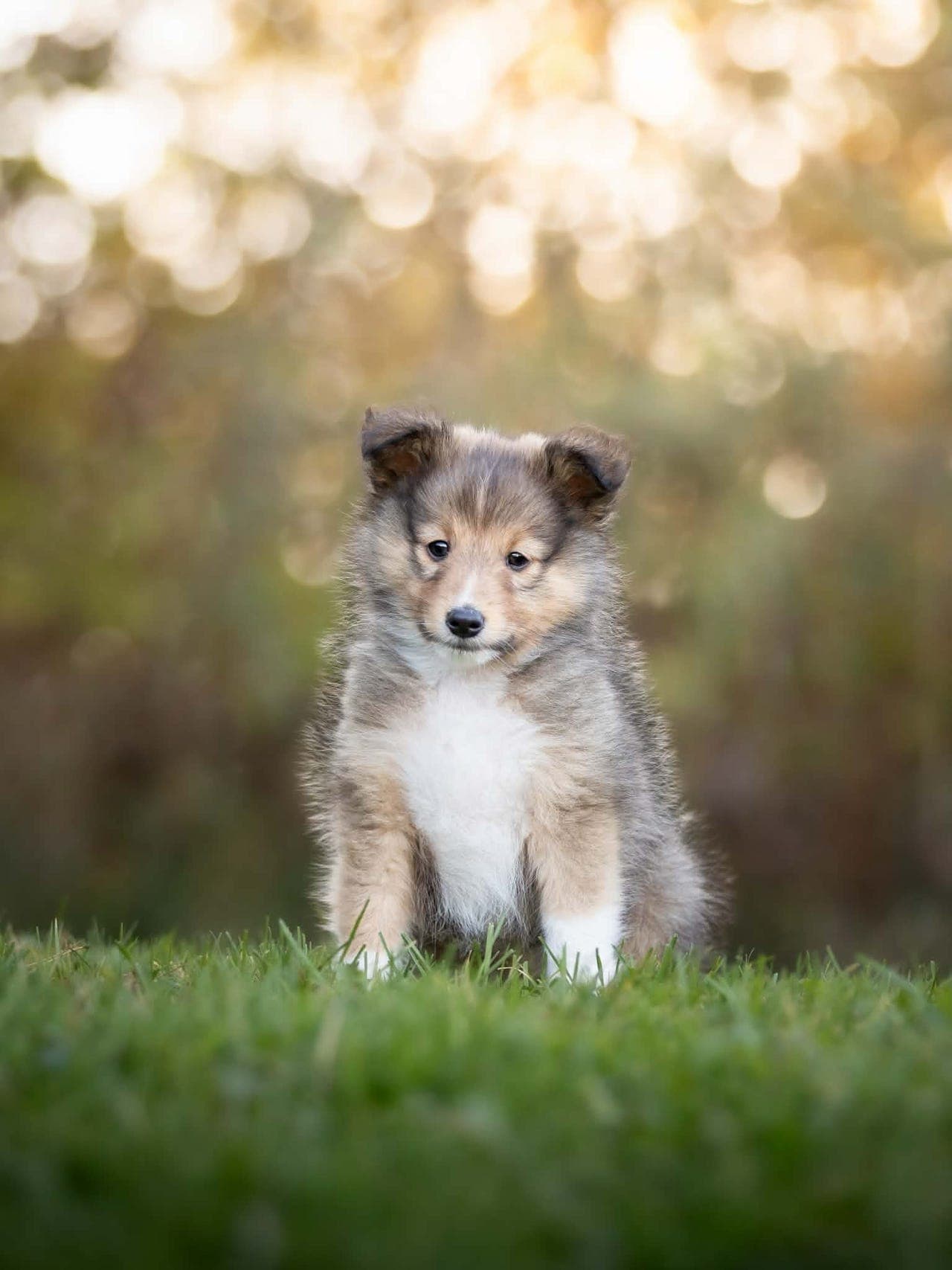 Shetland Sheepdog valp til salgs