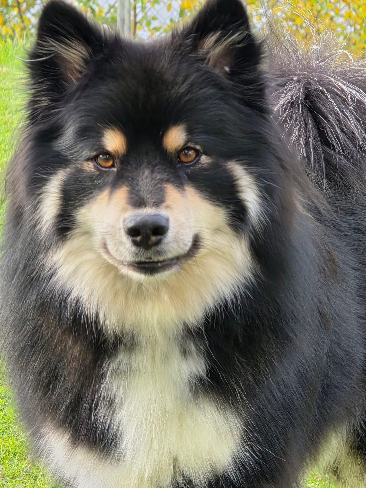 Fòrvert til finsk lapphund 🐶