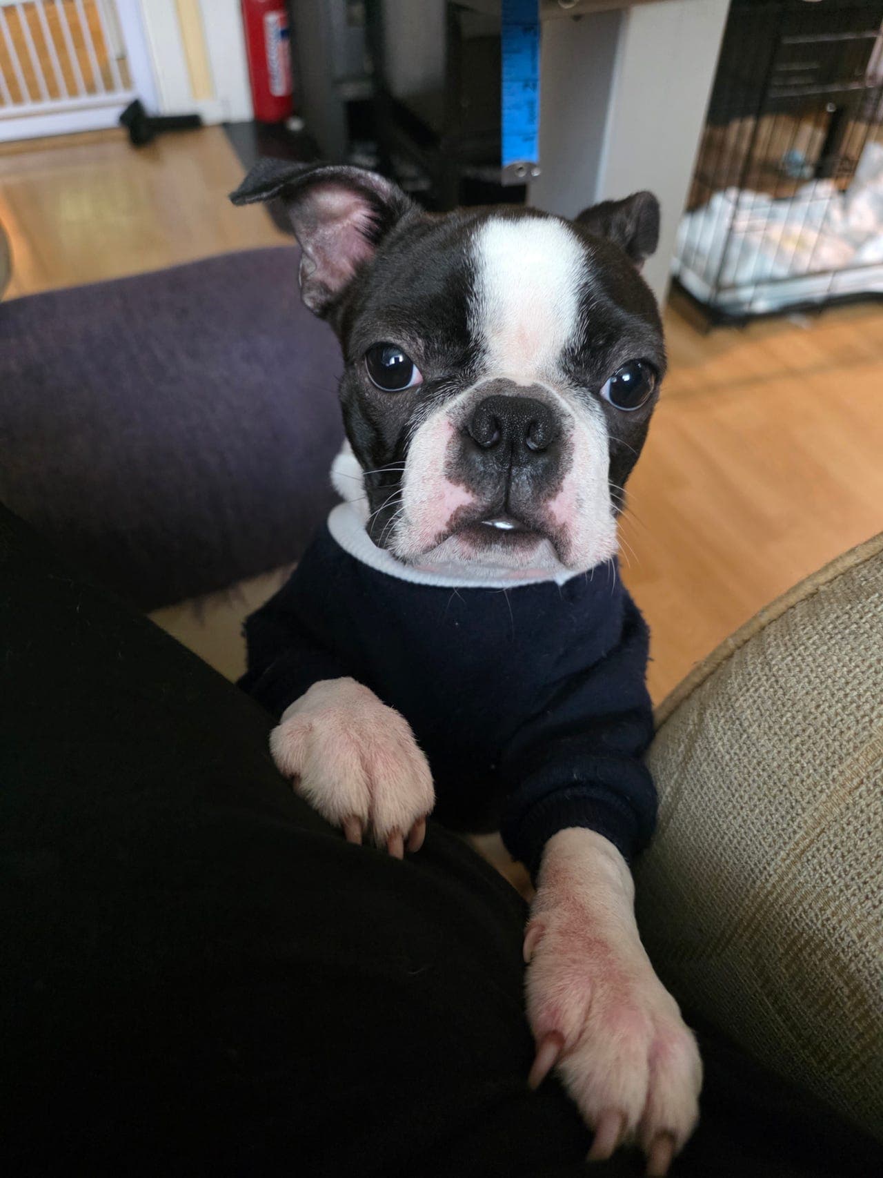 boston terrier
