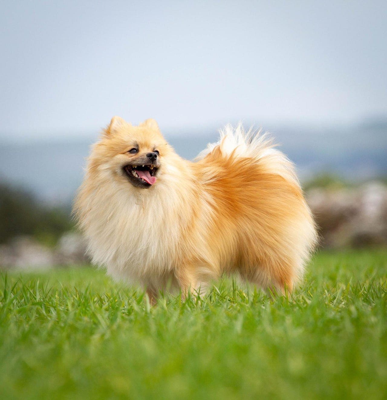 Søker forvert til kleinspitz hannhund