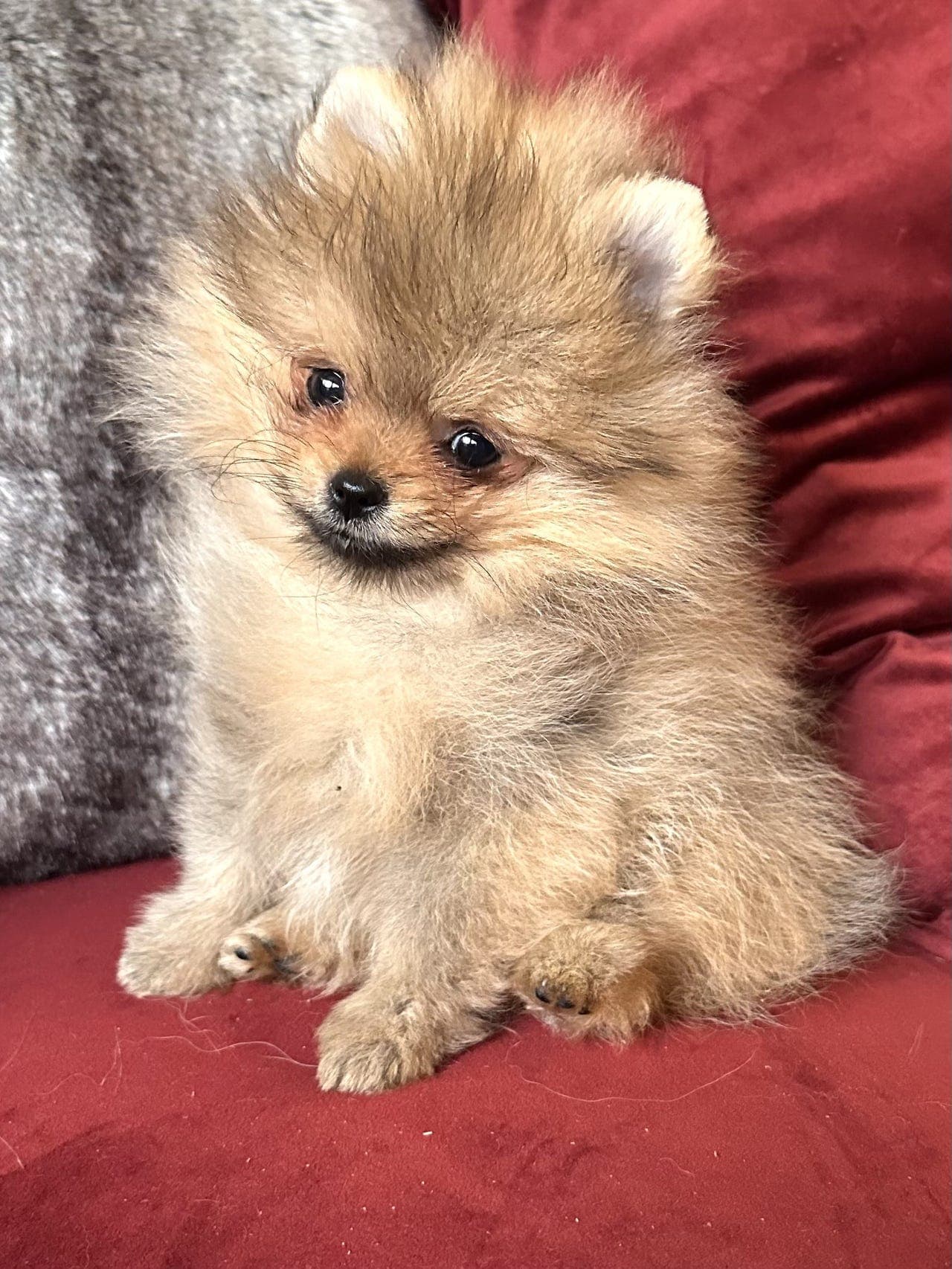 Pomeranian tisper - NKK registrert