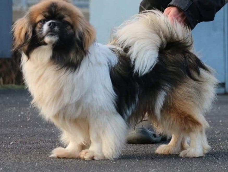 Supersøt tibetansk spaniel tispevalp