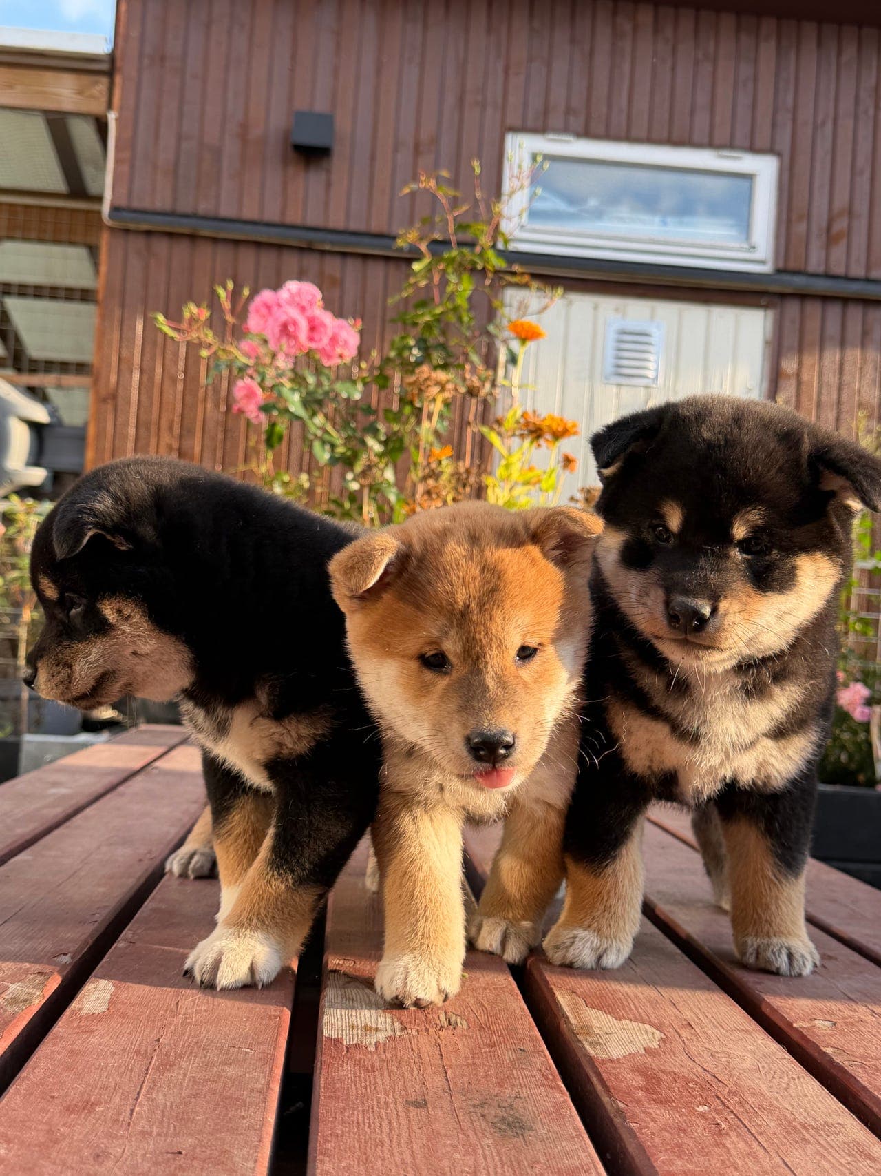 3 nydelige Shiba Inu-valper søker gode og varige hjem 🐕