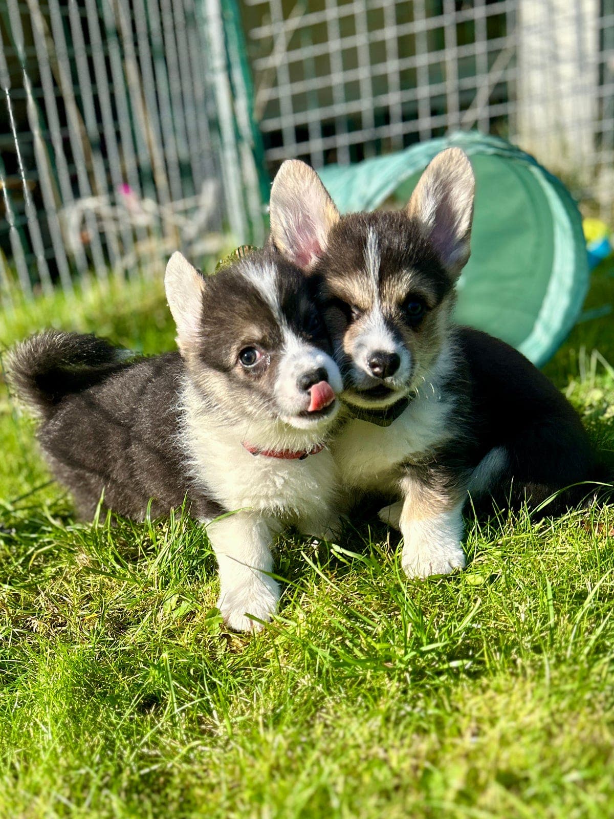 🐾 Welsh Corgi Pembroke – 3 valper søker sine familier