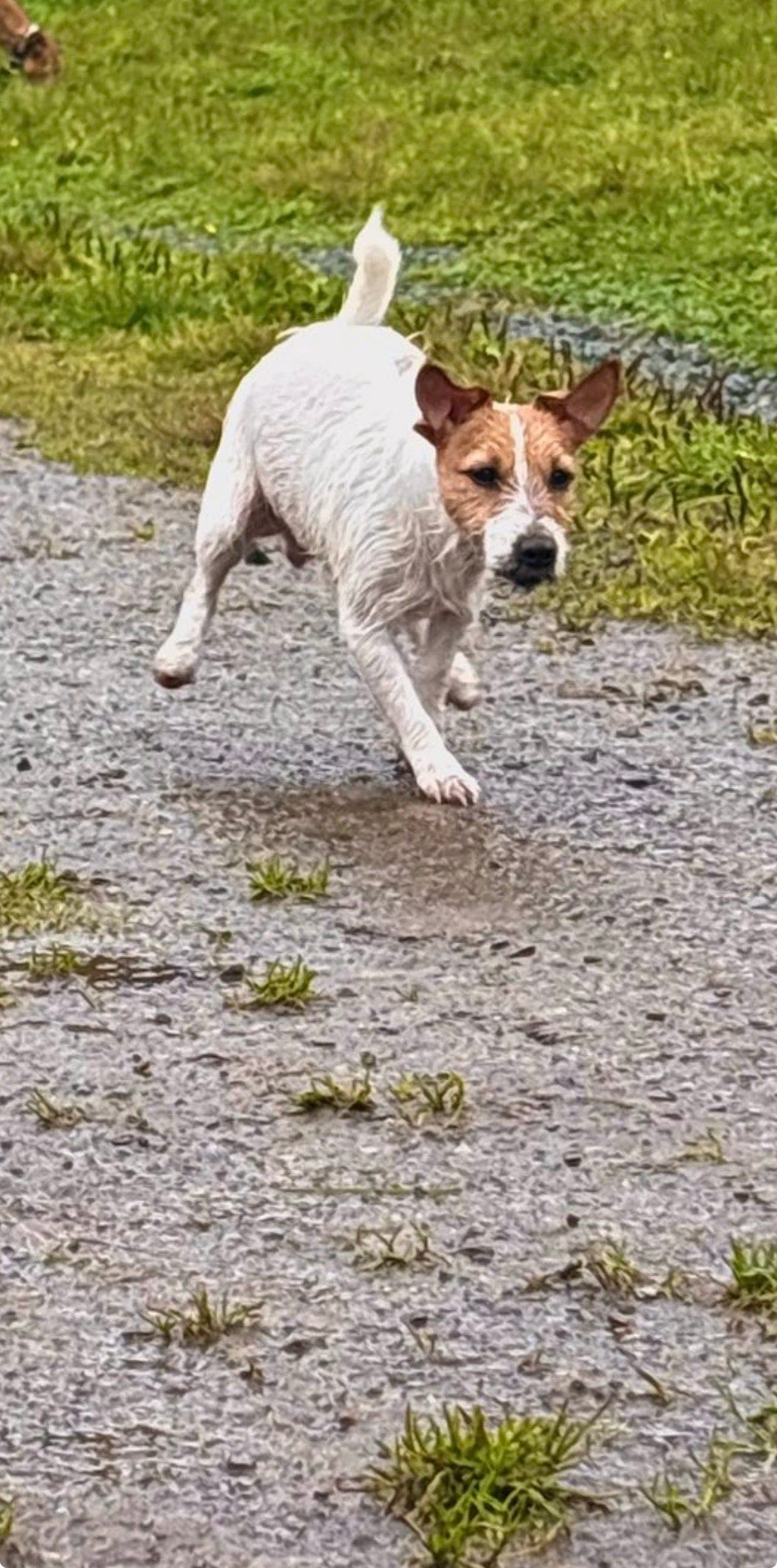Jack russel