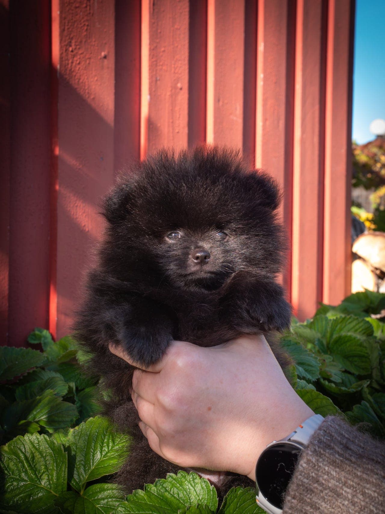 Pomeranianvalp til salgs .