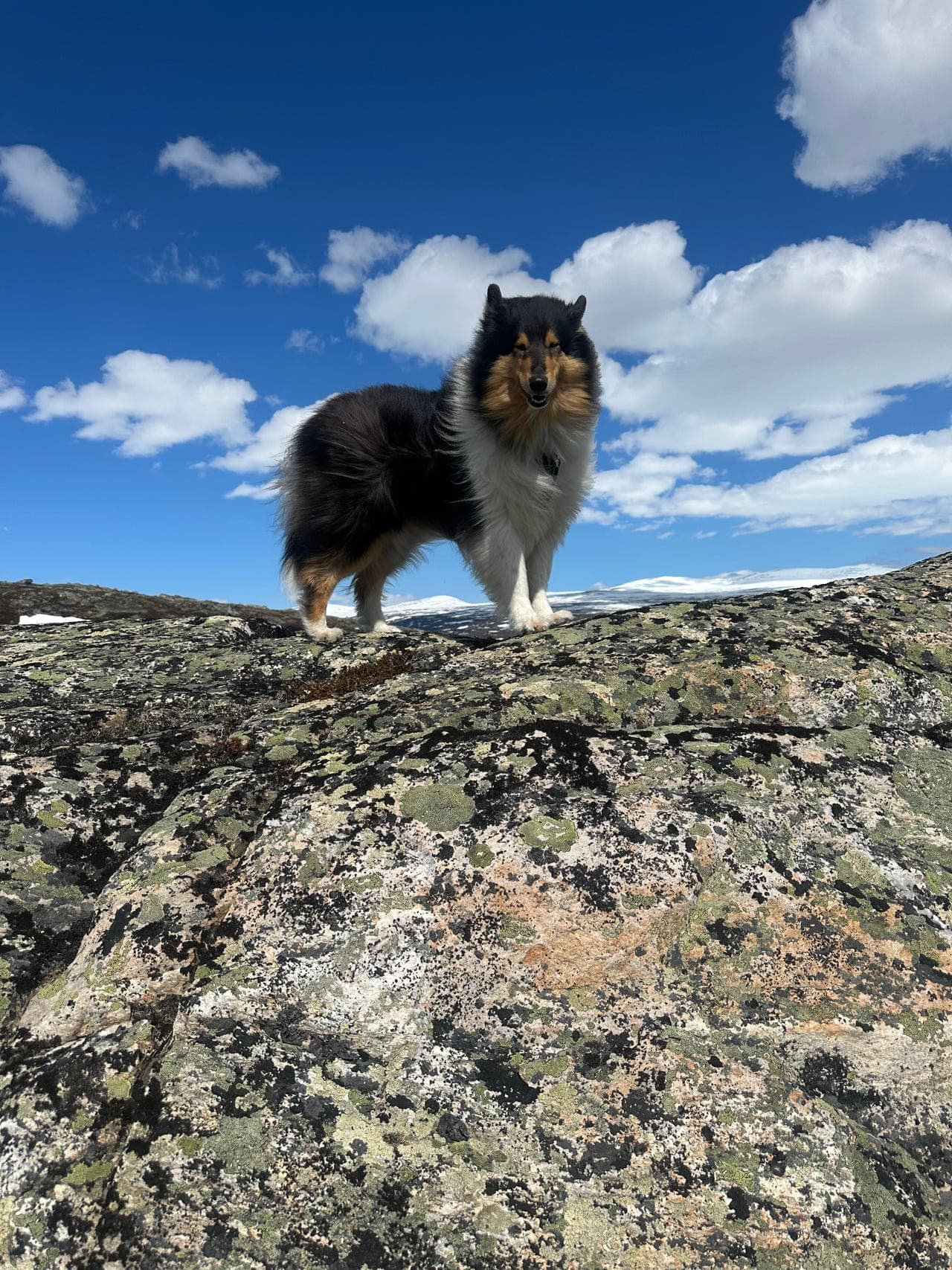 Collie tispe