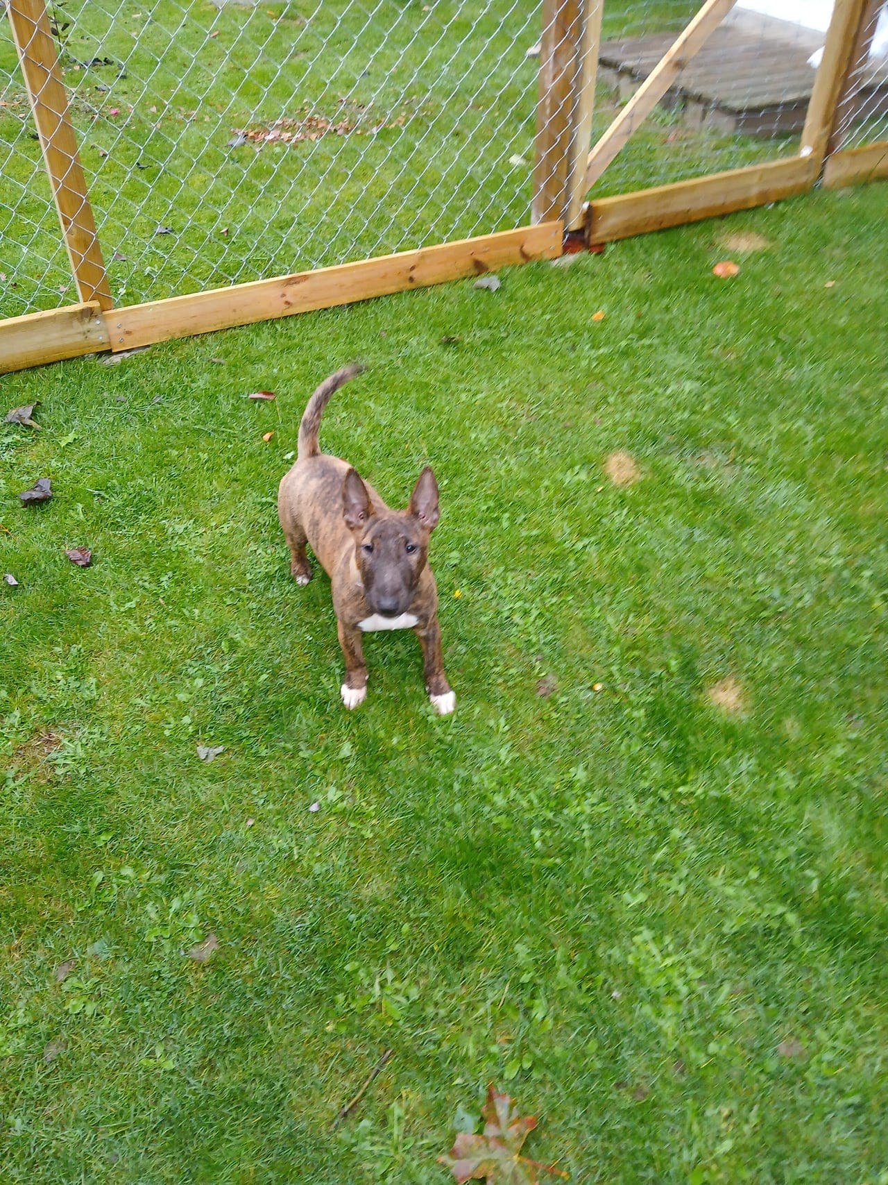 Miniature Bull Terrier-tispe (6 mnd)
