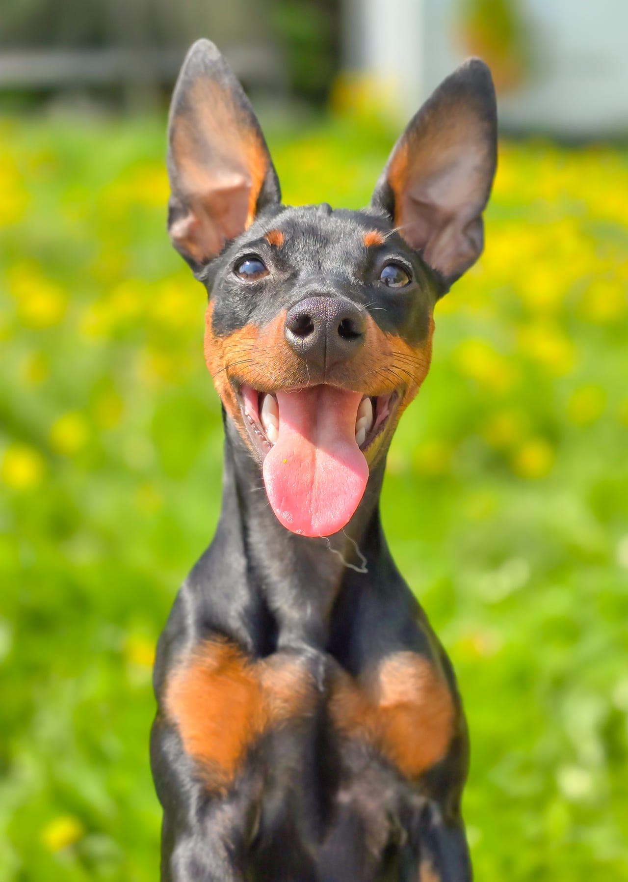 dvergpinscher liten rase hund