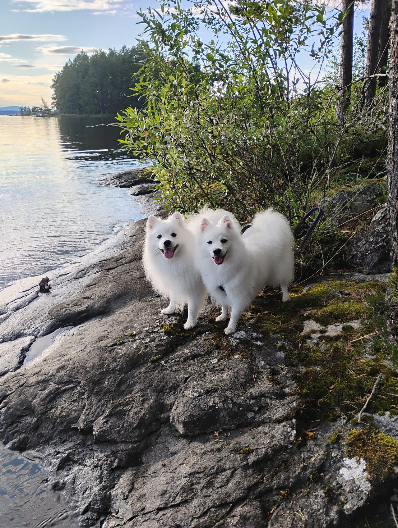 Valper ventes på Kennel LilleSjarm
