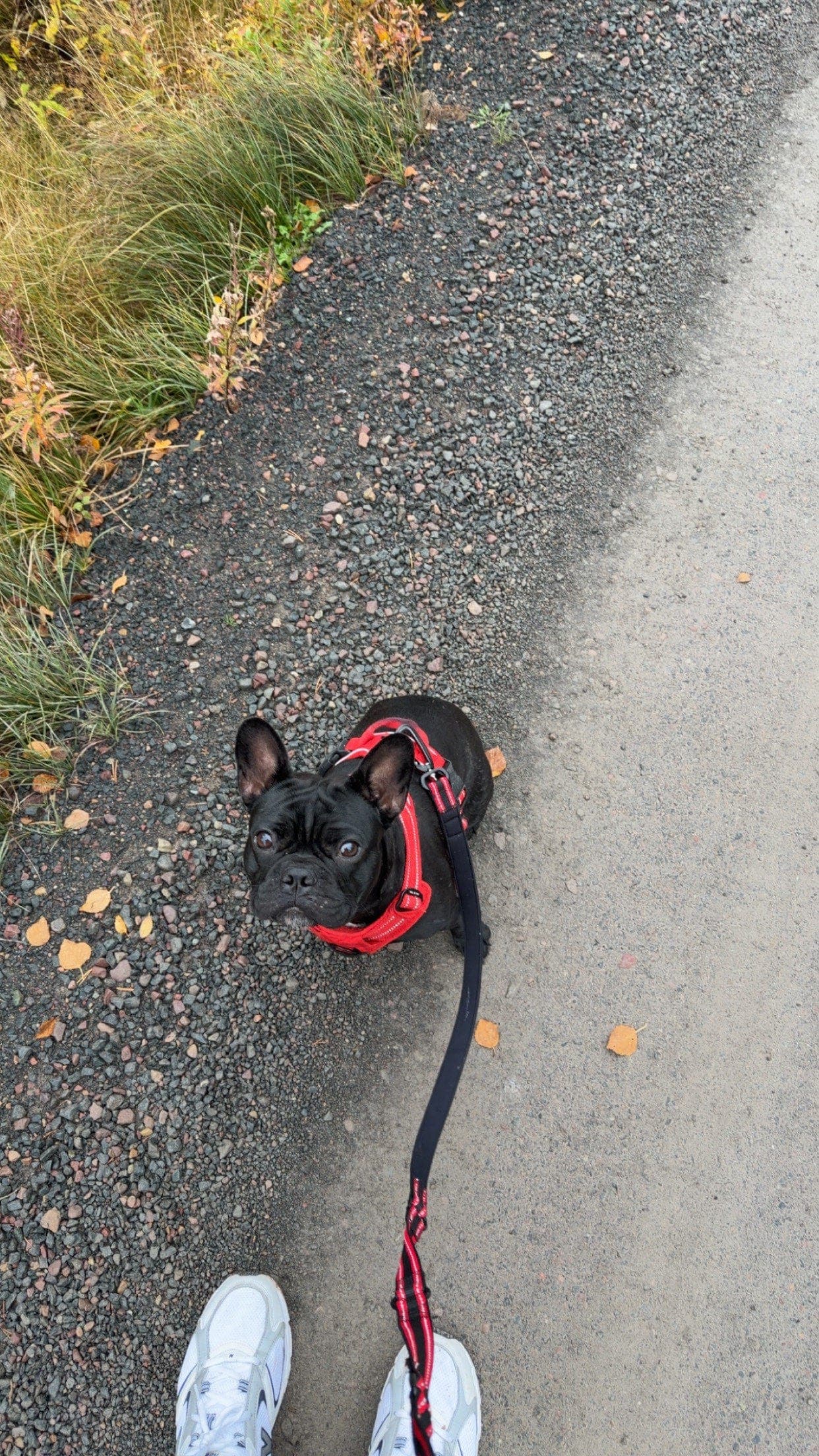 Omplassering fransk bulldog tispe