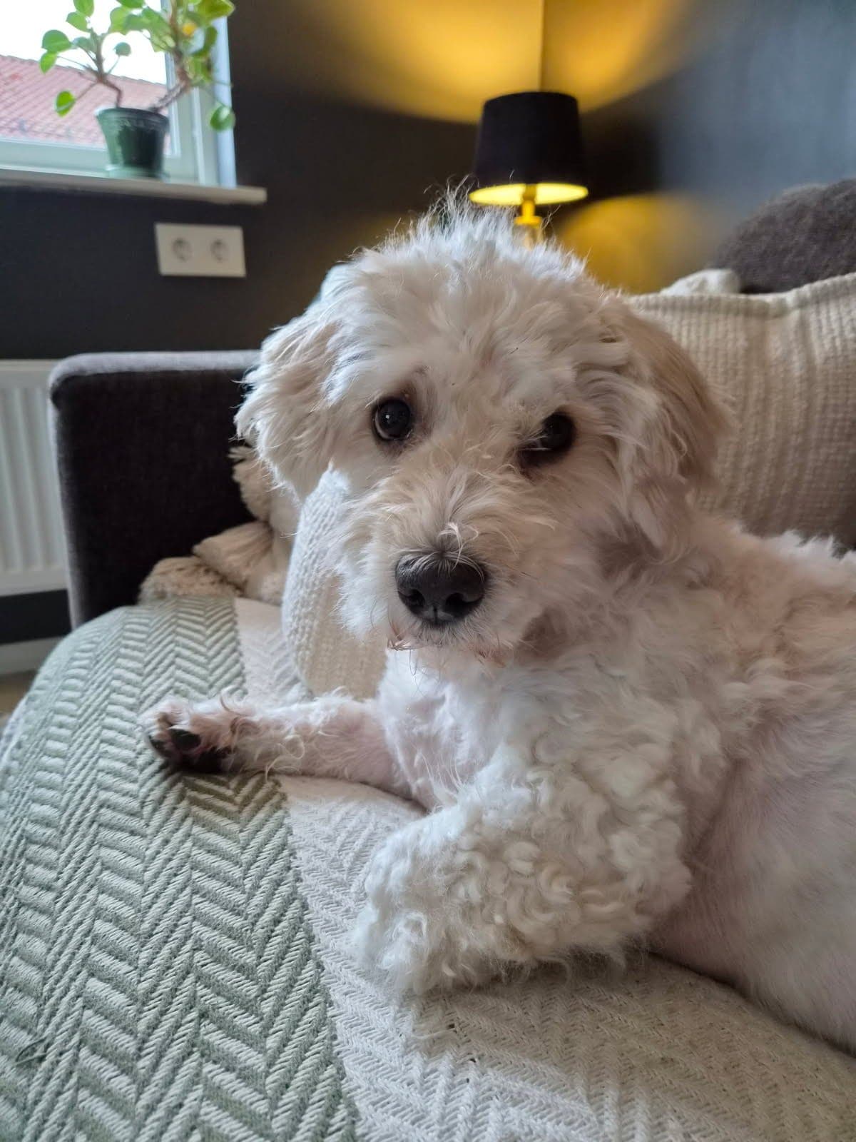 Bichon havanais, kastrert hann, 9 år,