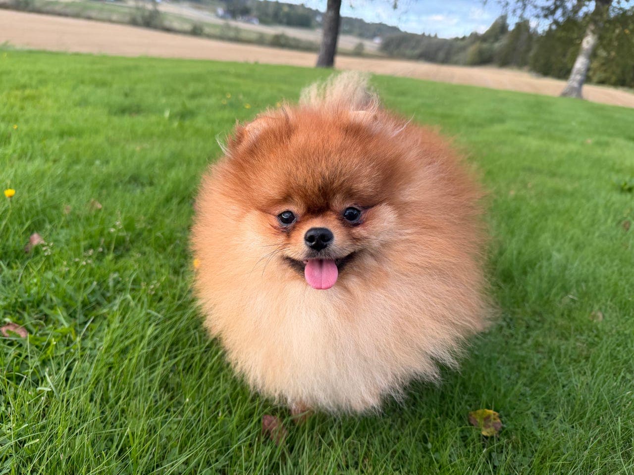Pomeranian hannhund