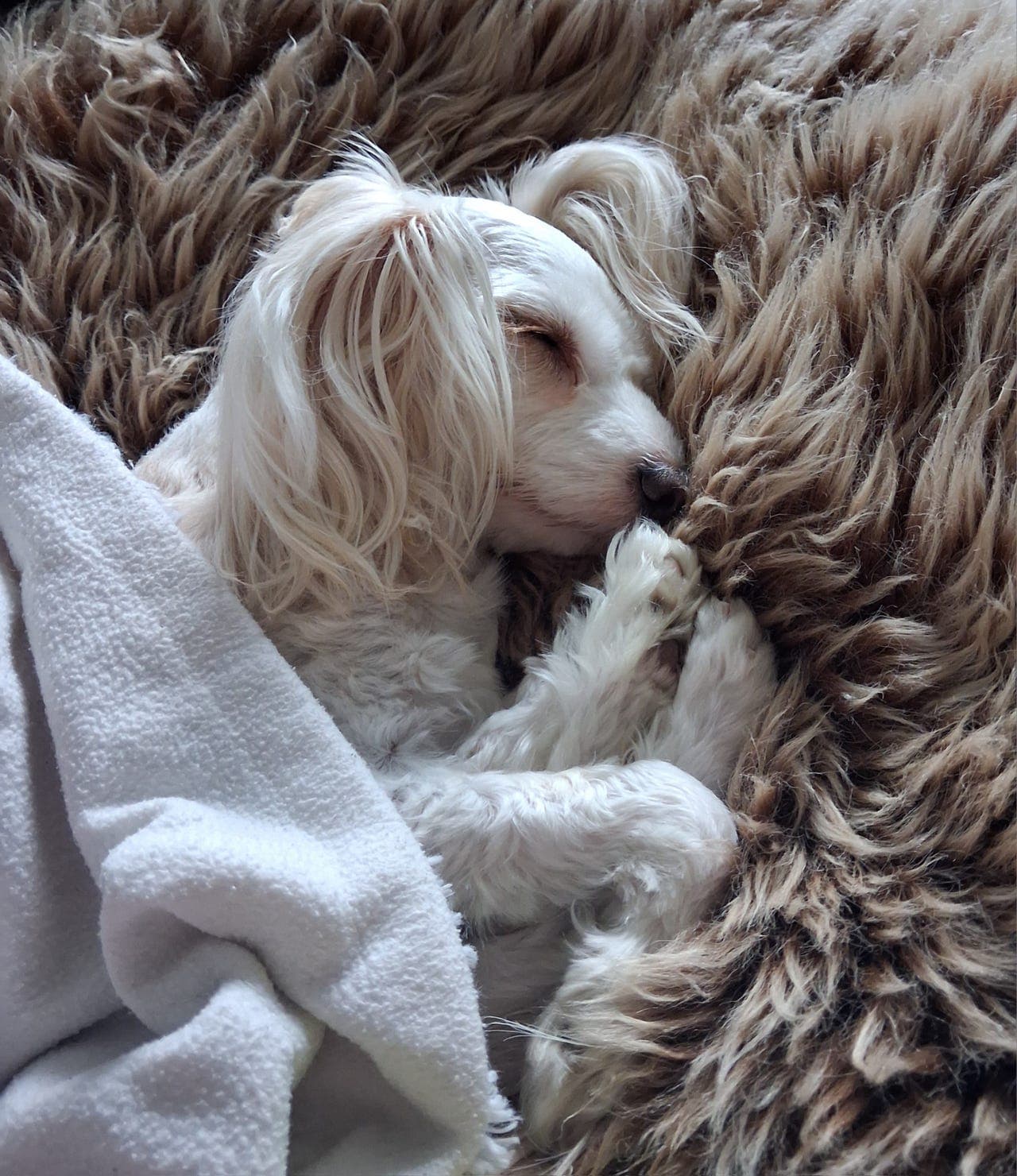 chinese crested powder puff tispe