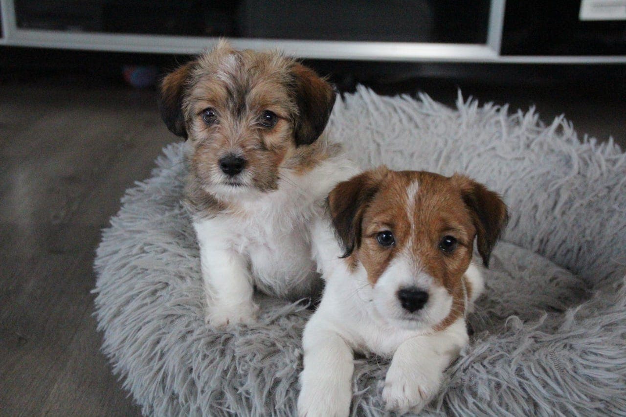 Jack Russell valper