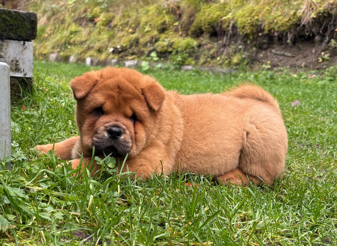 Leveringsklar Chow Chow hann
