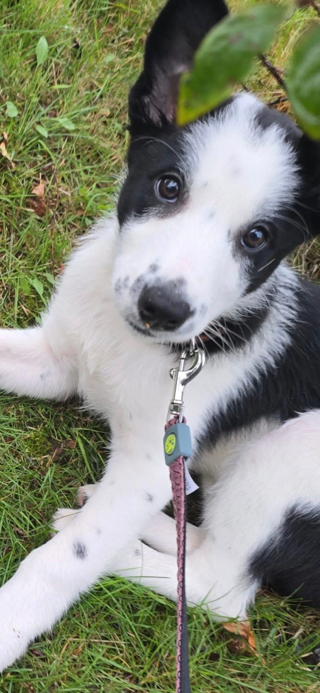 Nydelig Border Collie ønsker seg et aktivt hjem