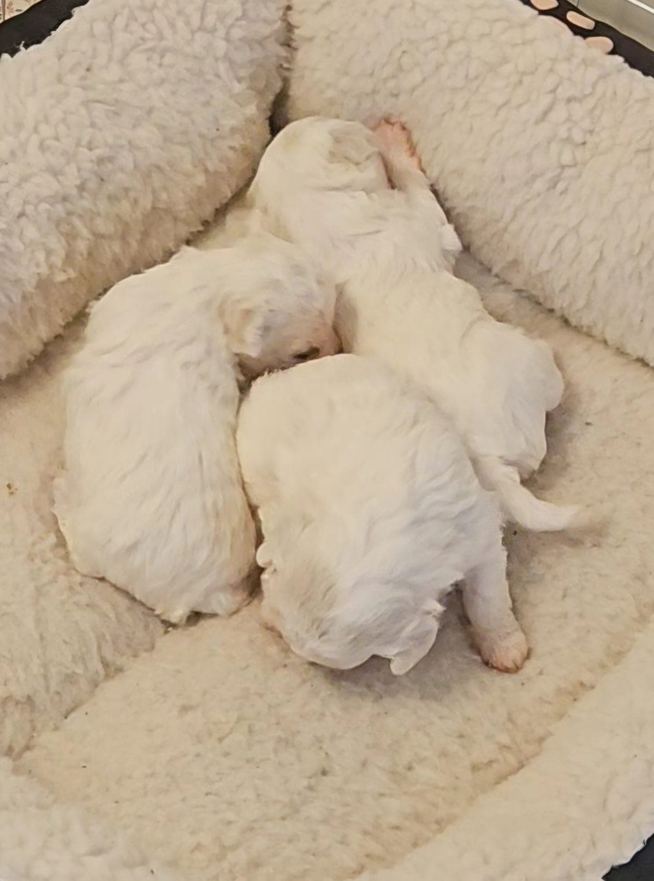 Bichon Frise hannvalper
