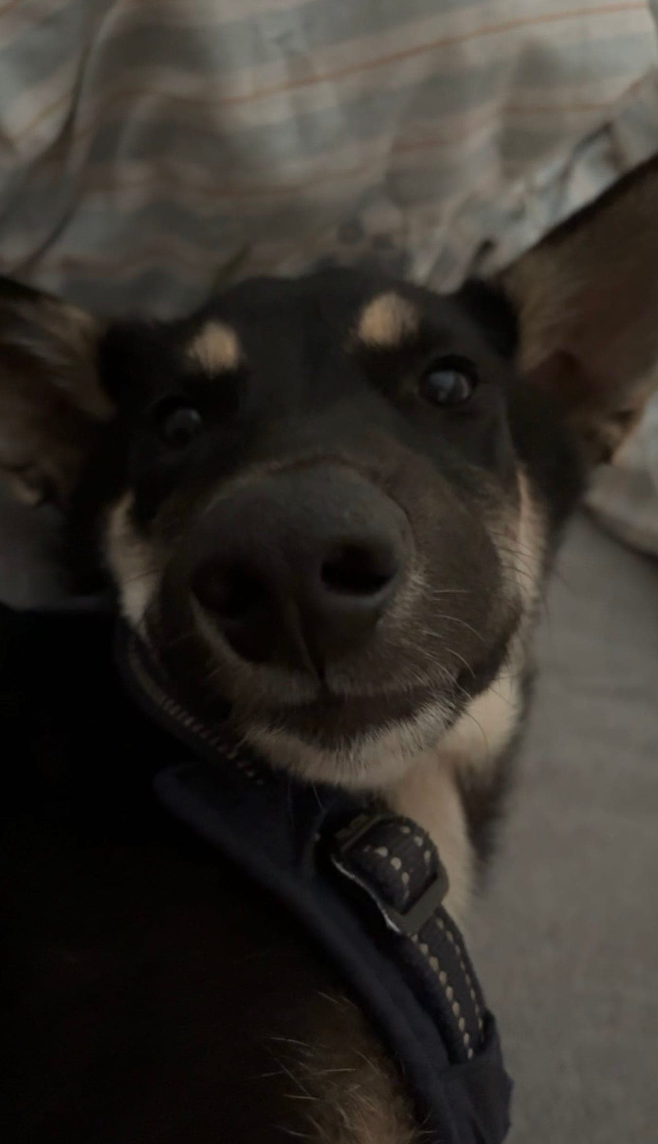 Sibersk Husky