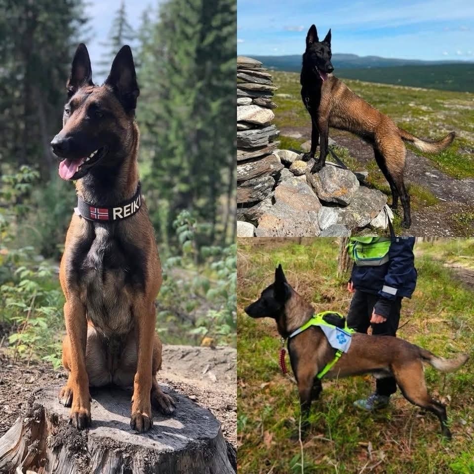 Malinois valper født 9 september 2026