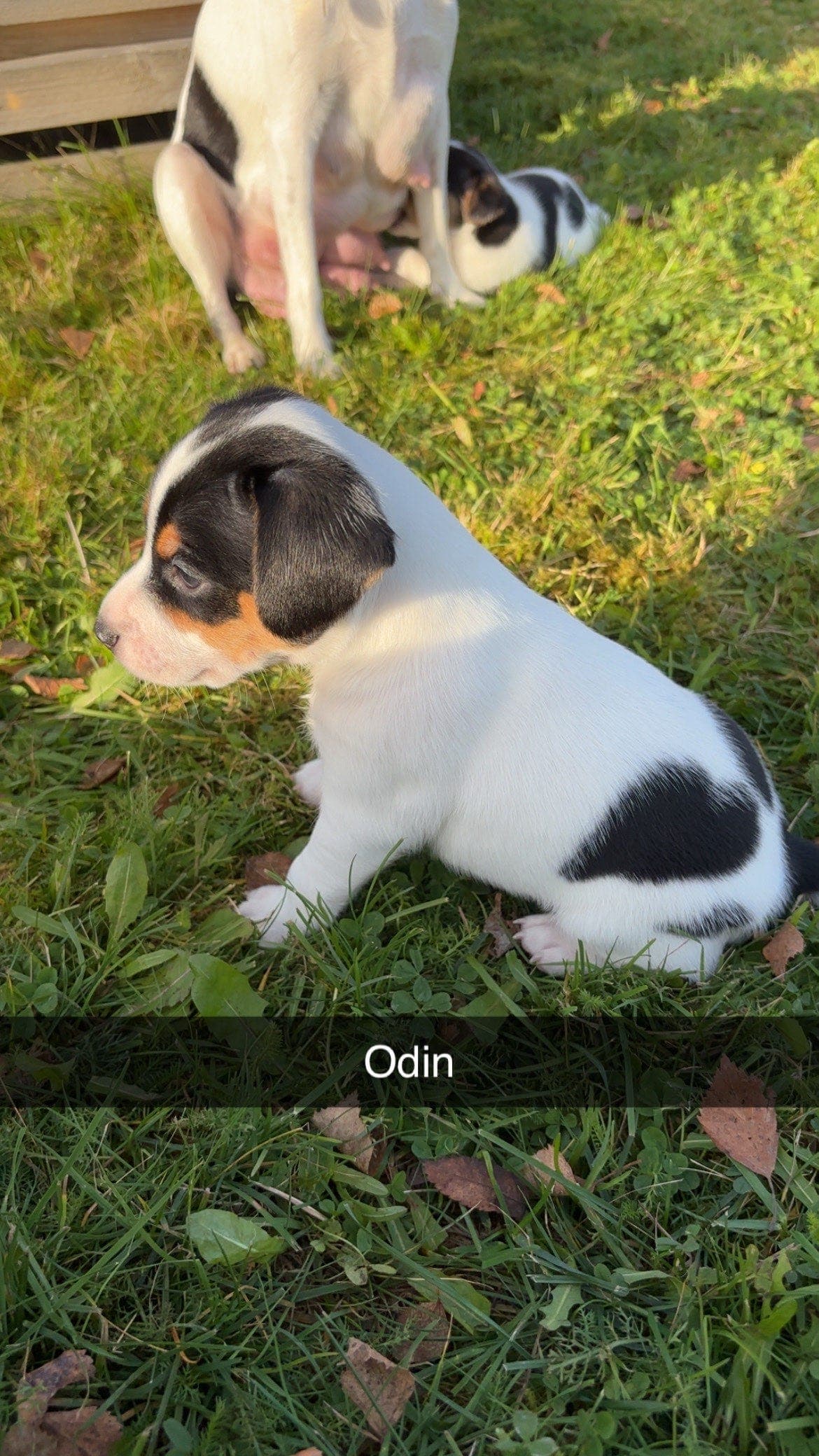 En hannhund igjen , dansk svensk gårdshund