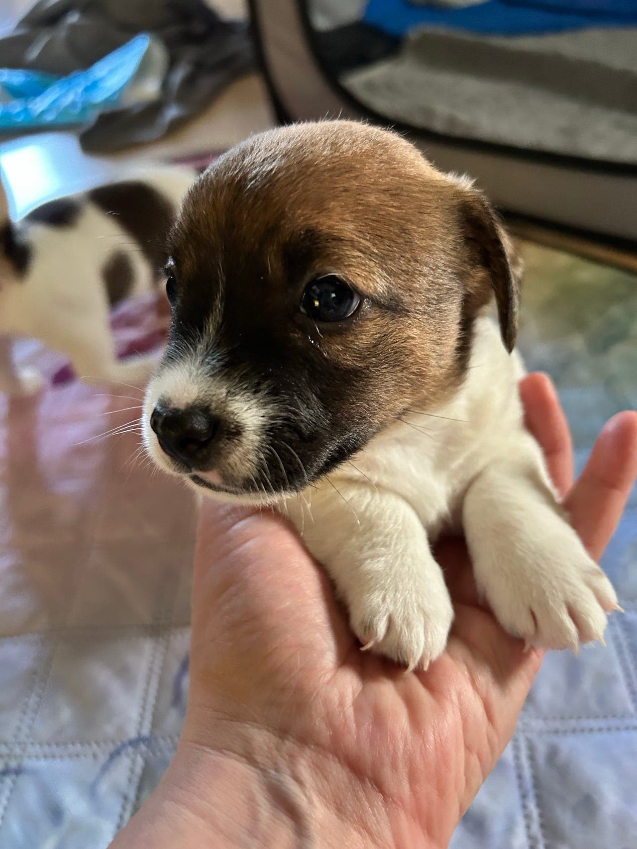 Jack Russell Terrier