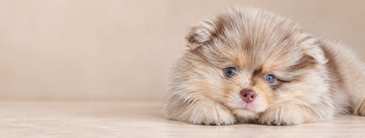 Pomeranianvalp til salgs .