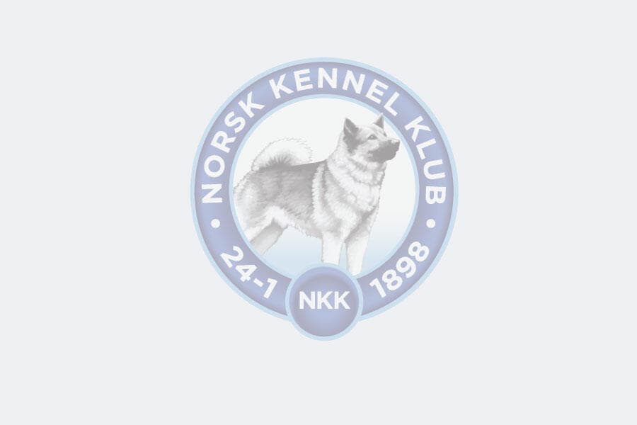9 Valper - Welsh Corgi Pembroke