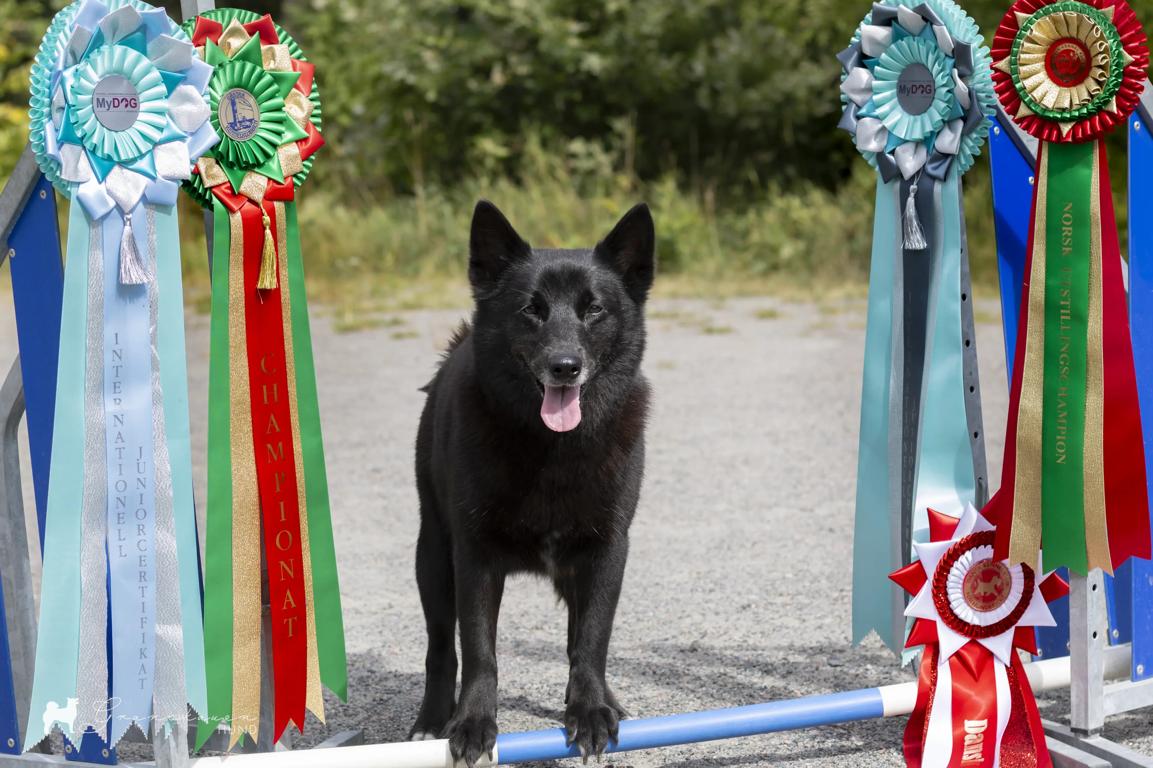 6 Valper - Norsk Buhund