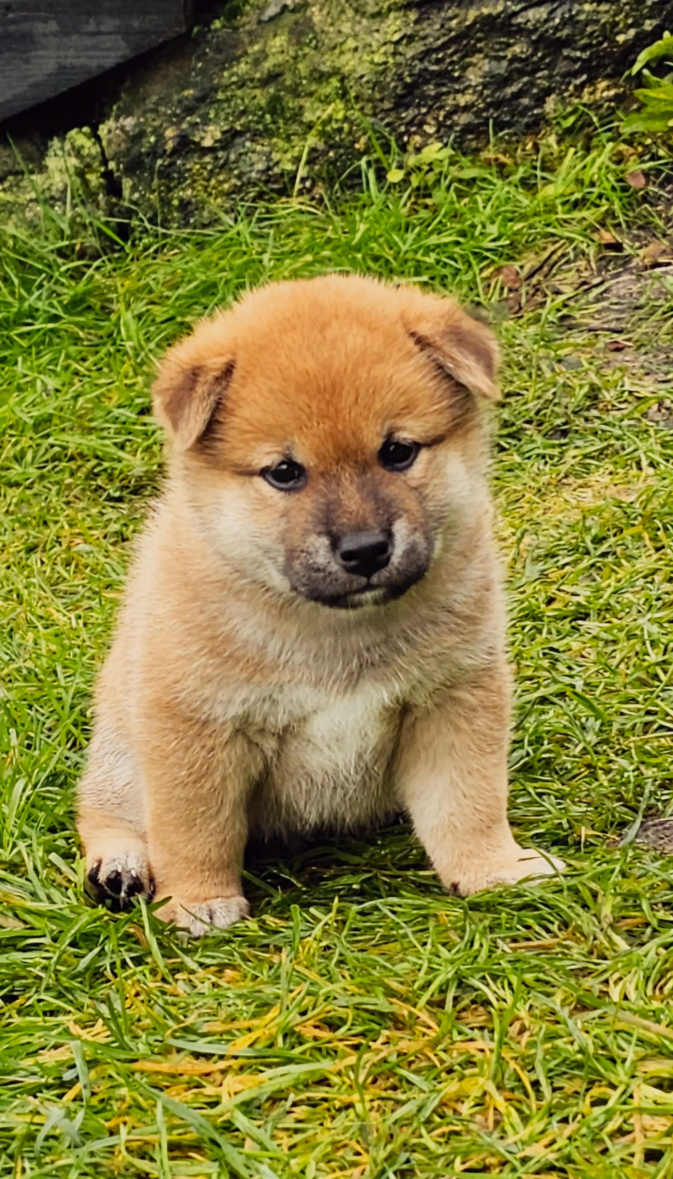 4 Valper - Shiba